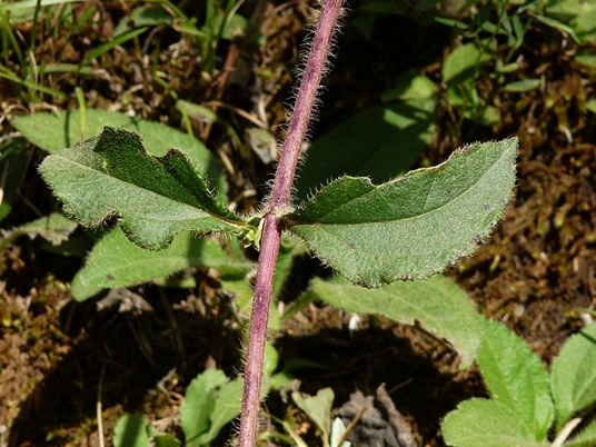 {Helianthus atrorubens}